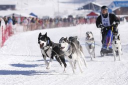 Lenk 2013